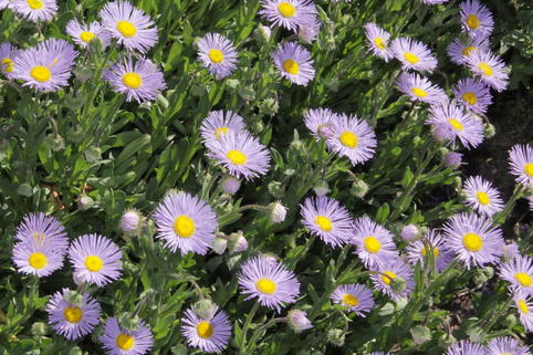 Feinstrahl 'Mrs E.H.Beale' - Erigeron x cultorum 'Mrs E.H.Beale'