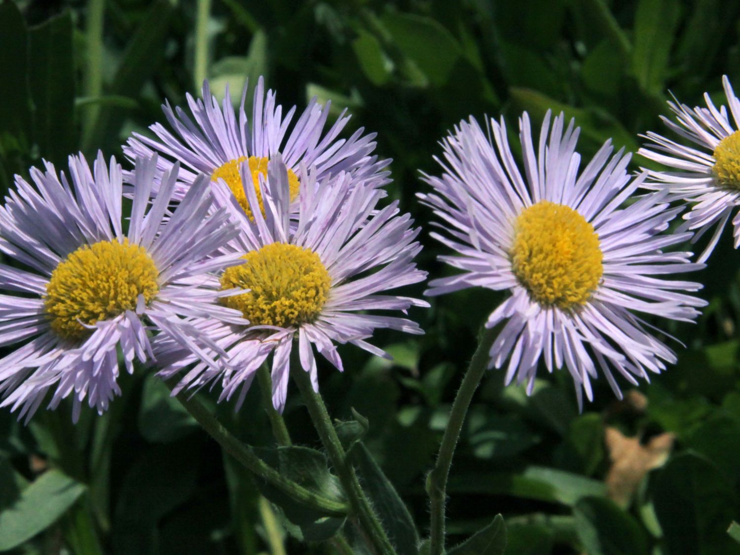 Feinstrahl 'Mrs E.H.Beale' - Erigeron x cultorum 'Mrs E.H.Beale'