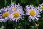 Feinstrahl 'Mrs E.H.Beale' - Erigeron x cultorum 'Mrs E.H.Beale'