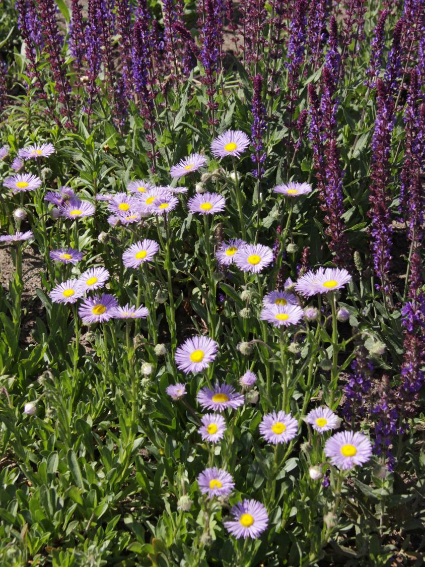 Feinstrahl 'Mrs E.H.Beale' - Erigeron x cultorum 'Mrs E.H.Beale'