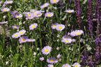 Feinstrahl 'Mrs E.H.Beale' - Erigeron x cultorum 'Mrs E.H.Beale'
