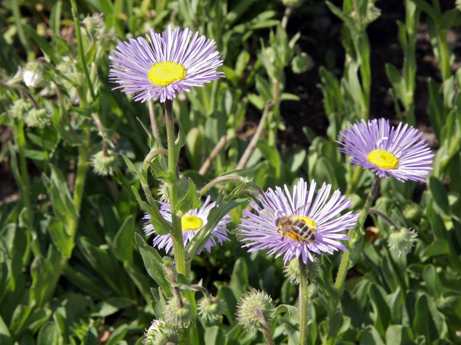 Feinstrahl 'Mrs E.H.Beale' - Erigeron x cultorum 'Mrs E.H.Beale'