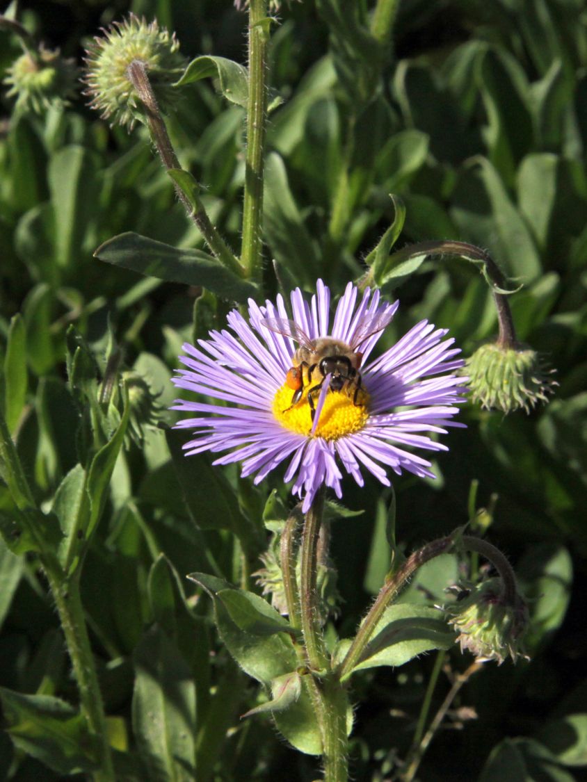 Feinstrahl 'Mrs E.H.Beale' - Erigeron x cultorum 'Mrs E.H.Beale'