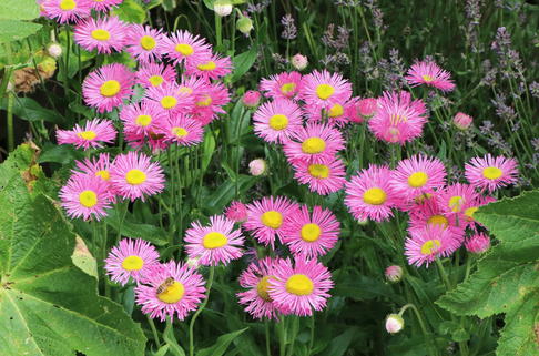Feinstrahl 'Pink Jewel' - Erigeron speciosus 'Pink Jewel'