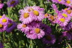 Feinstrahl 'Pink Jewel' - Erigeron speciosus 'Pink Jewel'