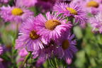 Feinstrahl 'Pink Jewel' - Erigeron speciosus 'Pink Jewel'