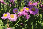 Feinstrahl 'Pink Jewel' - Erigeron speciosus 'Pink Jewel'