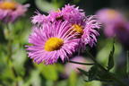 Feinstrahl 'Pink Jewel' - Erigeron speciosus 'Pink Jewel'