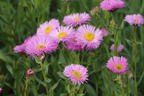 Feinstrahl 'Pink Jewel' - Erigeron speciosus 'Pink Jewel'