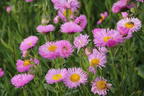 Feinstrahl 'Pink Jewel' - Erigeron speciosus 'Pink Jewel'