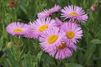 Feinstrahl 'Pink Jewel' - Erigeron speciosus 'Pink Jewel'