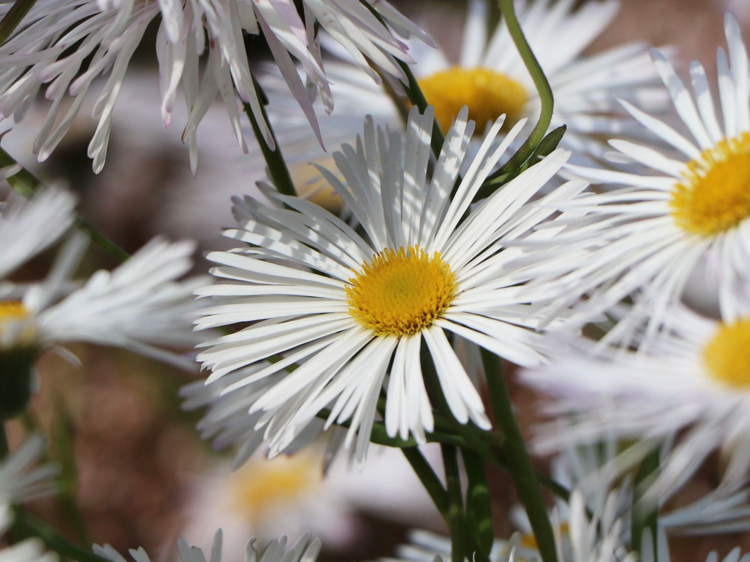 Feinstrahl 'Sommerneuschnee' - Erigeron x cultorum 'Sommerneuschnee'