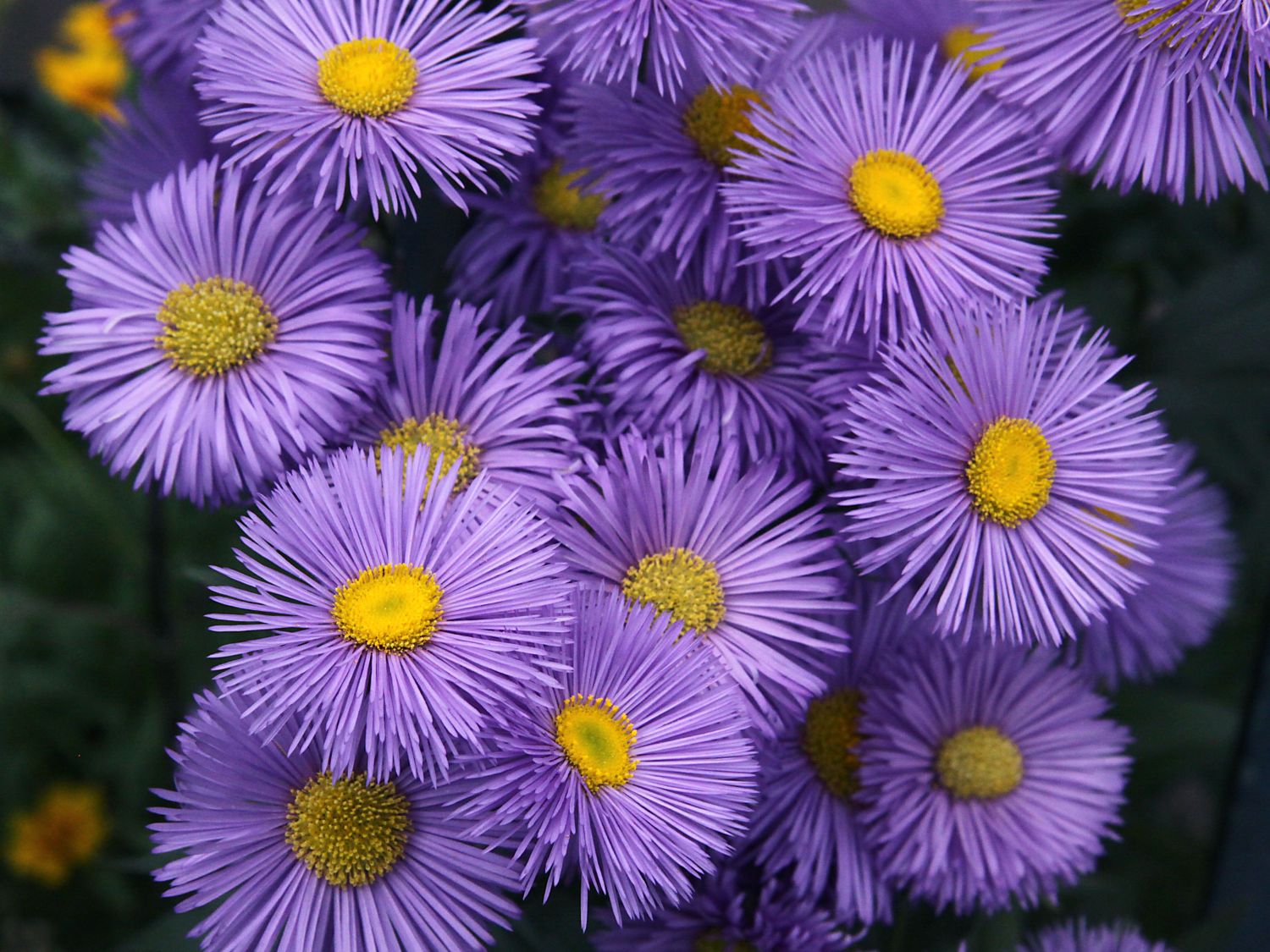 Feinstrahl 'Strahlenmeer'