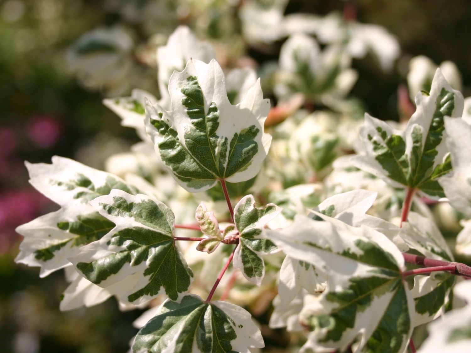 Feldahorn 'Carnival'