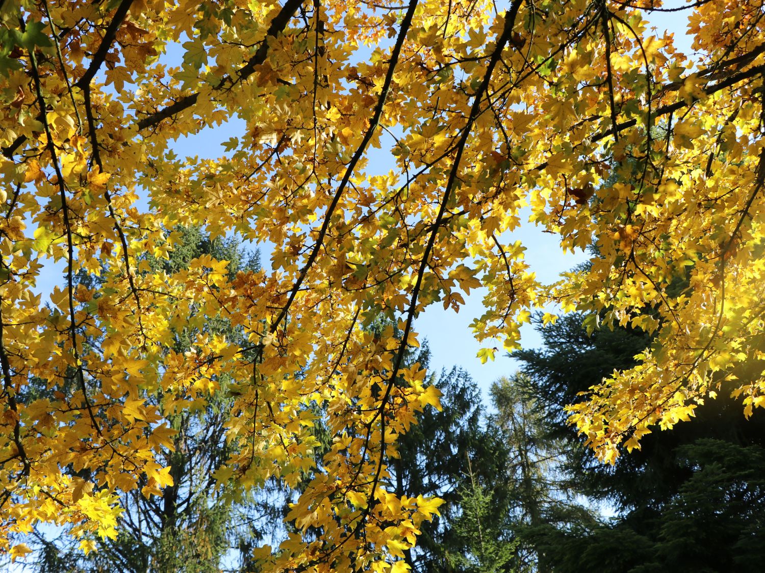 Feldahorn / Maßholder - Acer campestre