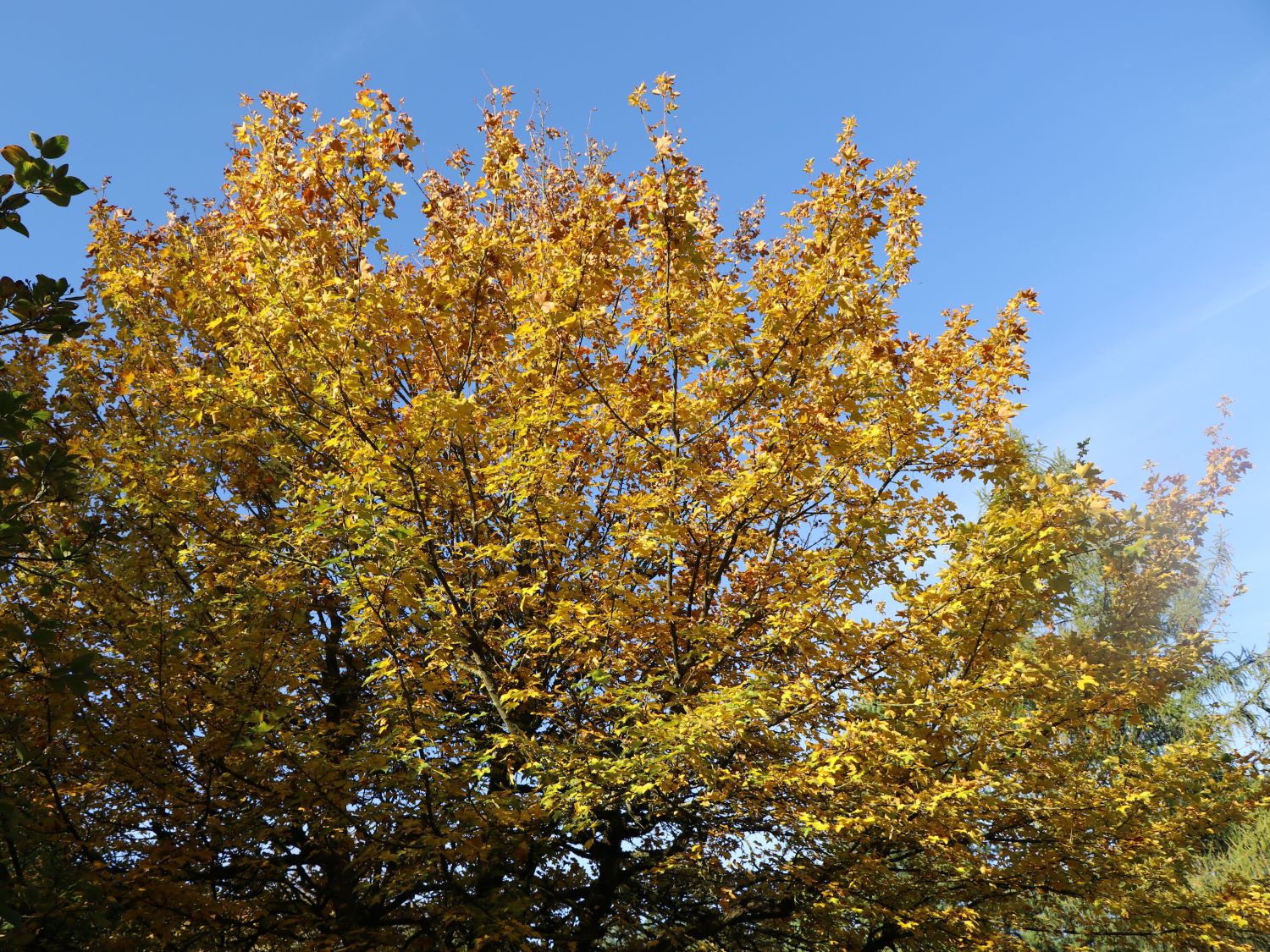 Feldahorn / Maßholder - Acer campestre