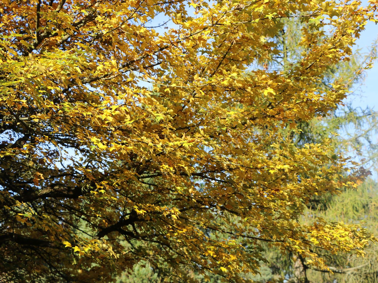 Feldahorn / Maßholder - Acer campestre