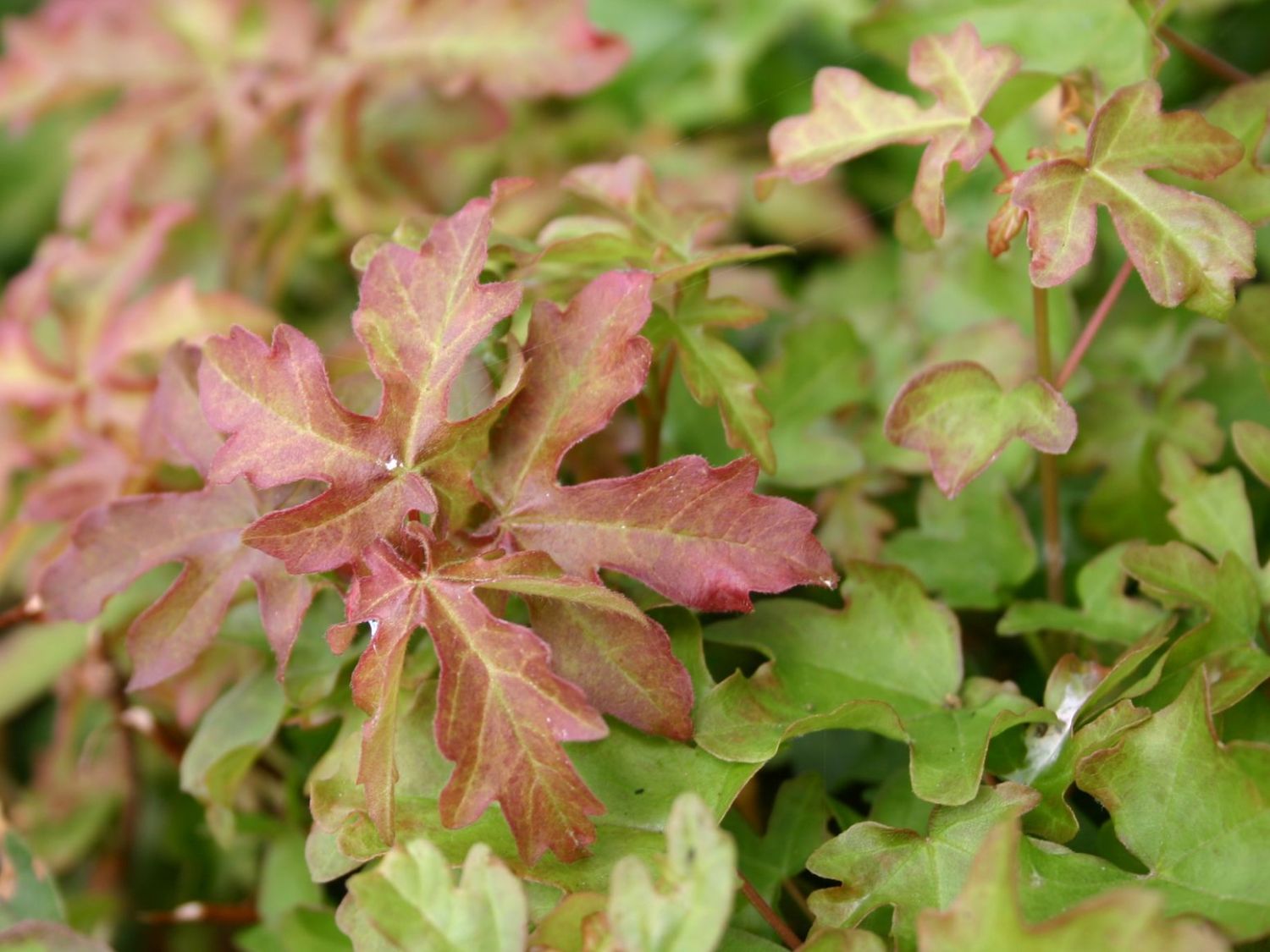 Feldahorn / Maßholder - Acer campestre