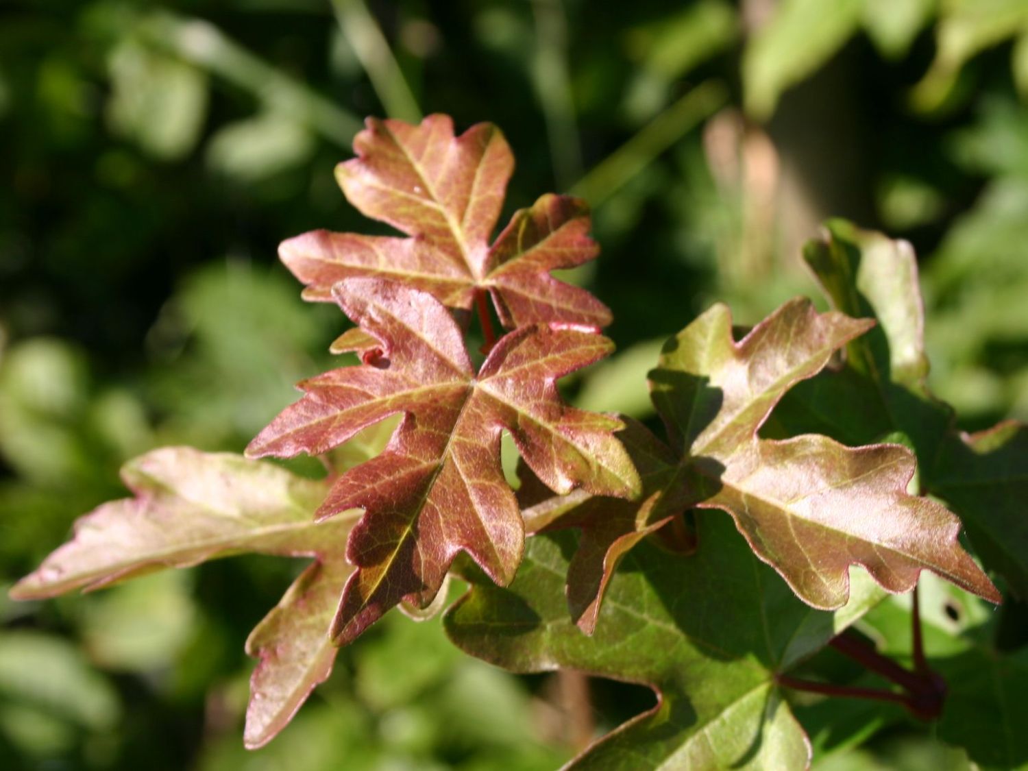 Feldahorn / Maßholder - Acer campestre