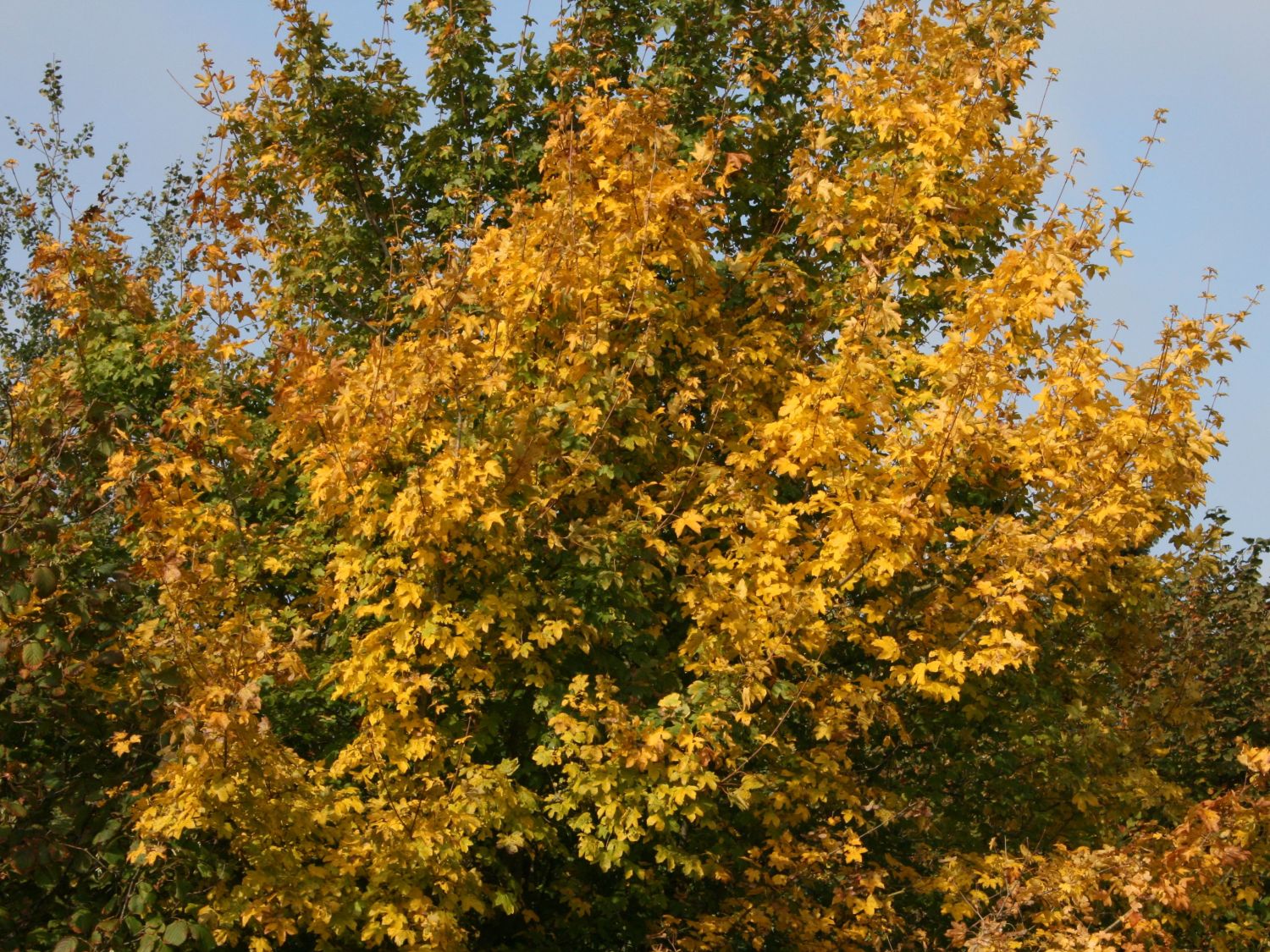 Feldahorn / Maßholder - Acer campestre