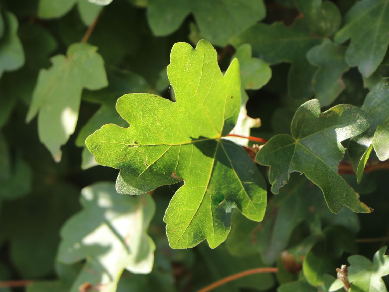 Feldahorn / Maßholder - Acer campestre