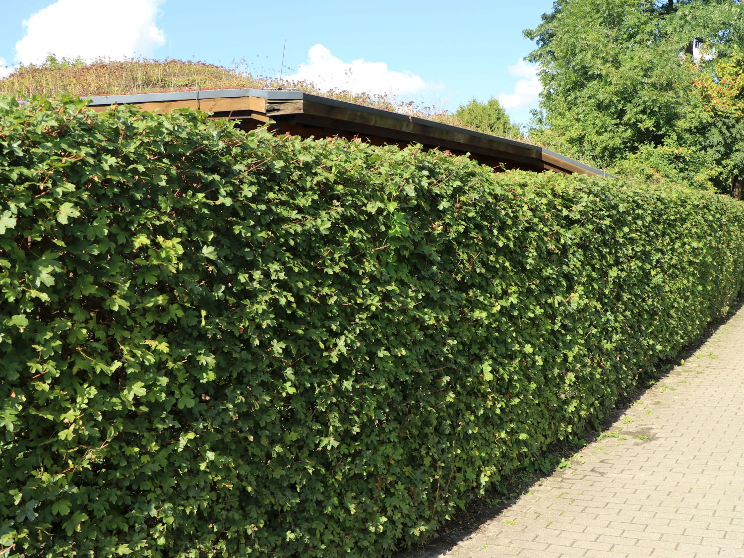 Feldahorn / Maßholder - Acer campestre