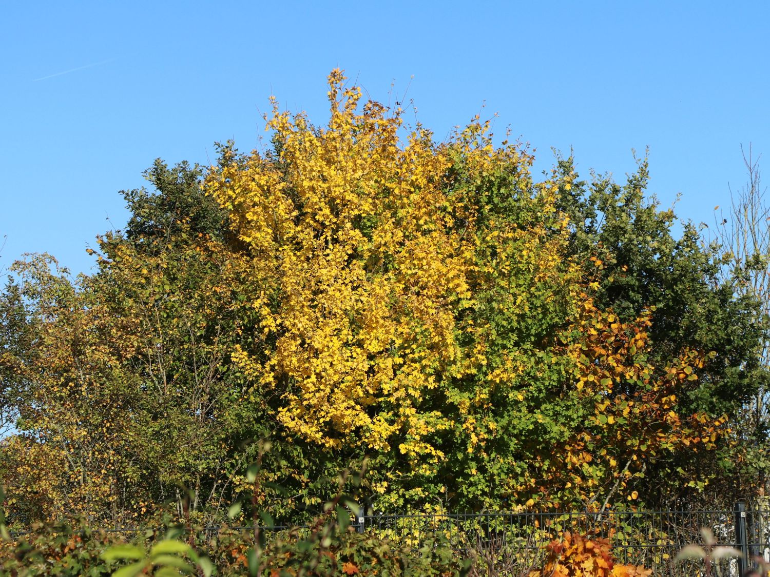 Feldahorn / Maßholder - Acer campestre