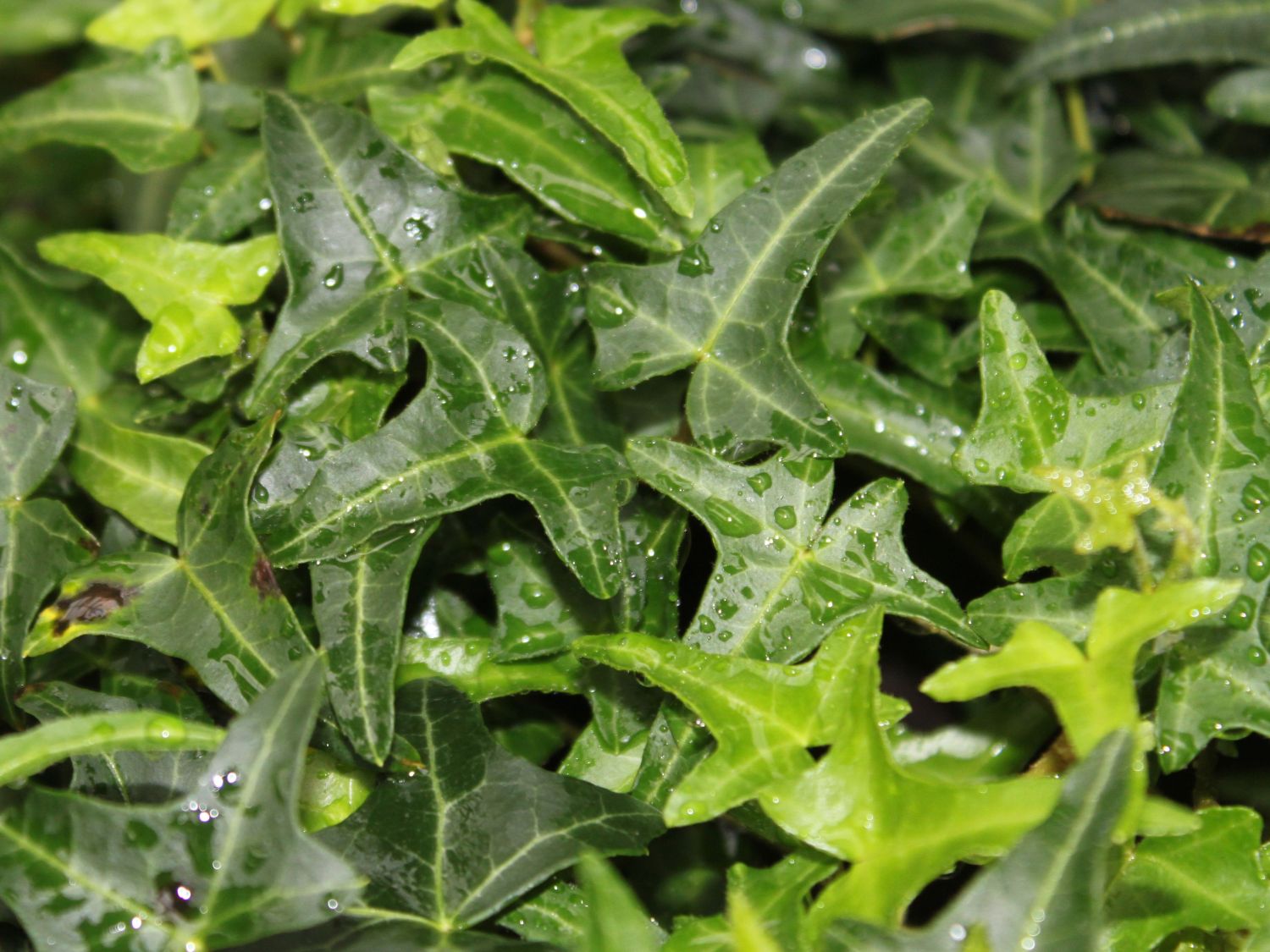 Felsen-Efeu 'Sagittifolia'