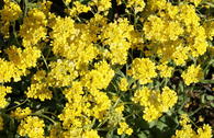 Felsen-Steinkraut 'Gold Cushion'