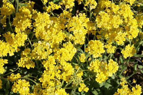 Felsen-Steinkraut 'Gold Cushion' - Aurinia saxatilis 'Gold Cushion'