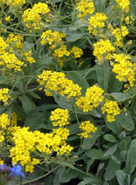 Kreuzbl tler Brassicaceae Wissen Pflanzen Dieser Familie kreuzbl-tler-brassicaceae-wissen-pflanzen-dieser-familie
