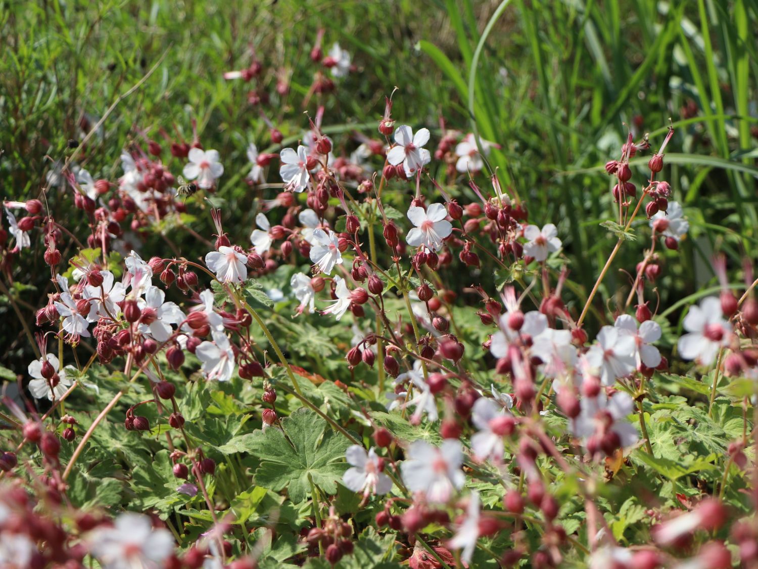 Felsen-Storchschnabel 'Spessart' - Geranium macrorrhizum 'Spessart'