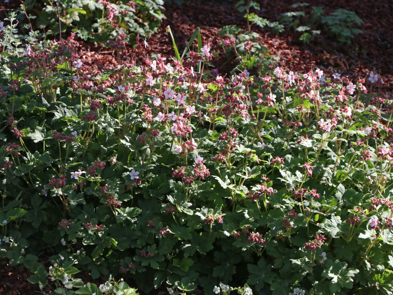 Felsen-Storchschnabel 'Spessart' - Geranium macrorrhizum 'Spessart'