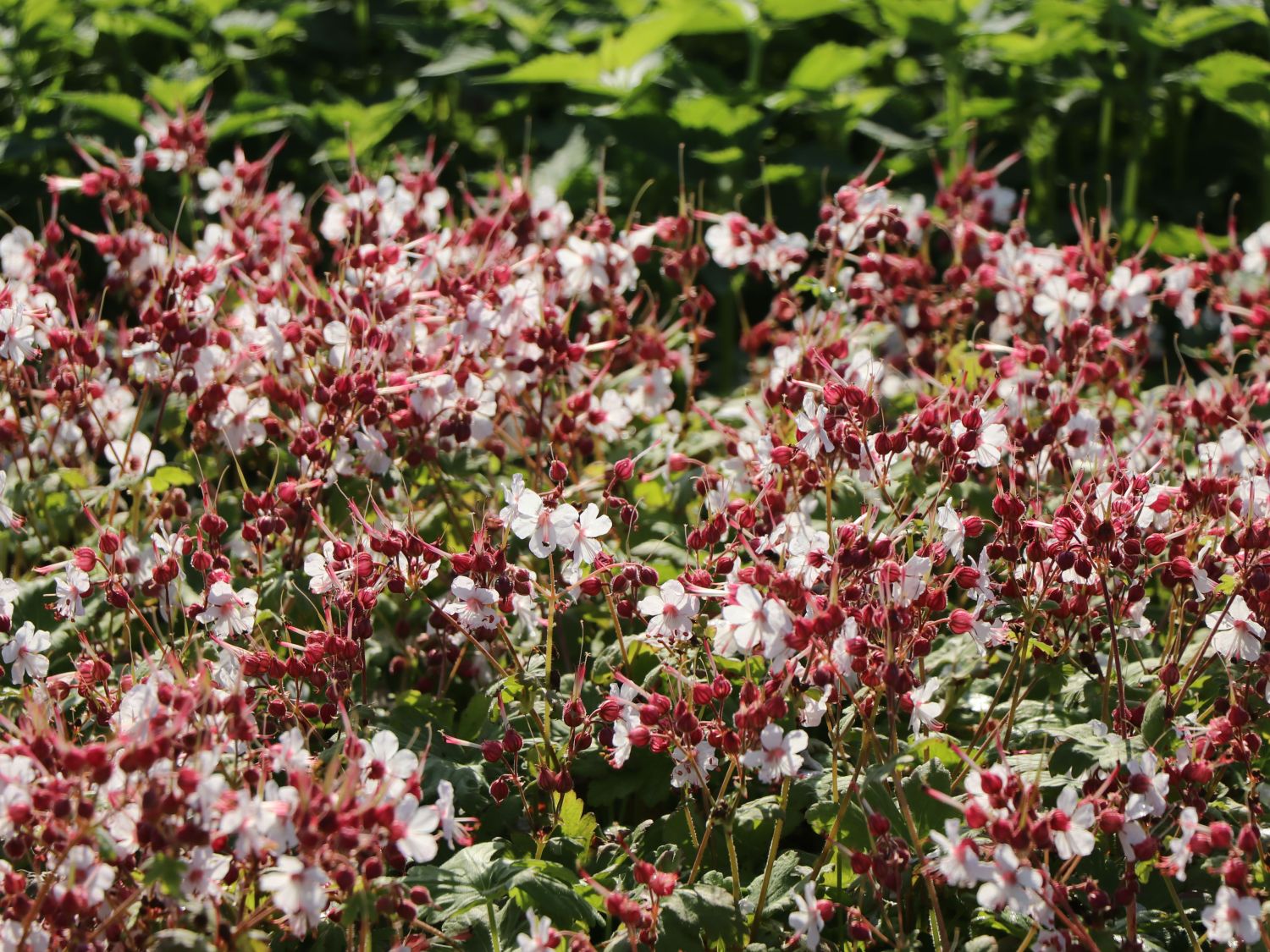 Felsen-Storchschnabel 'Spessart' - Geranium macrorrhizum 'Spessart'