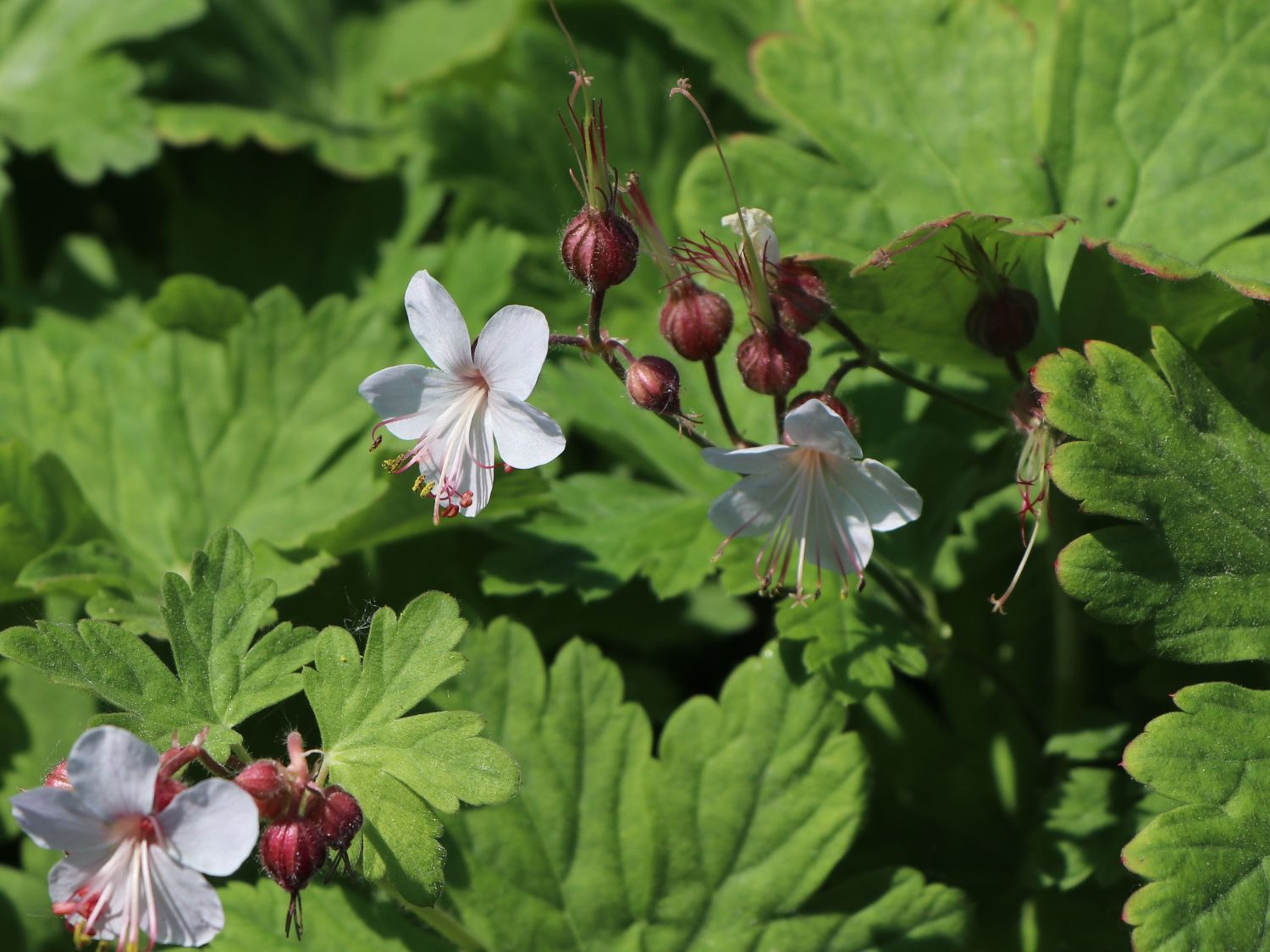 Felsen-Storchschnabel 'Spessart' - Geranium macrorrhizum 'Spessart'