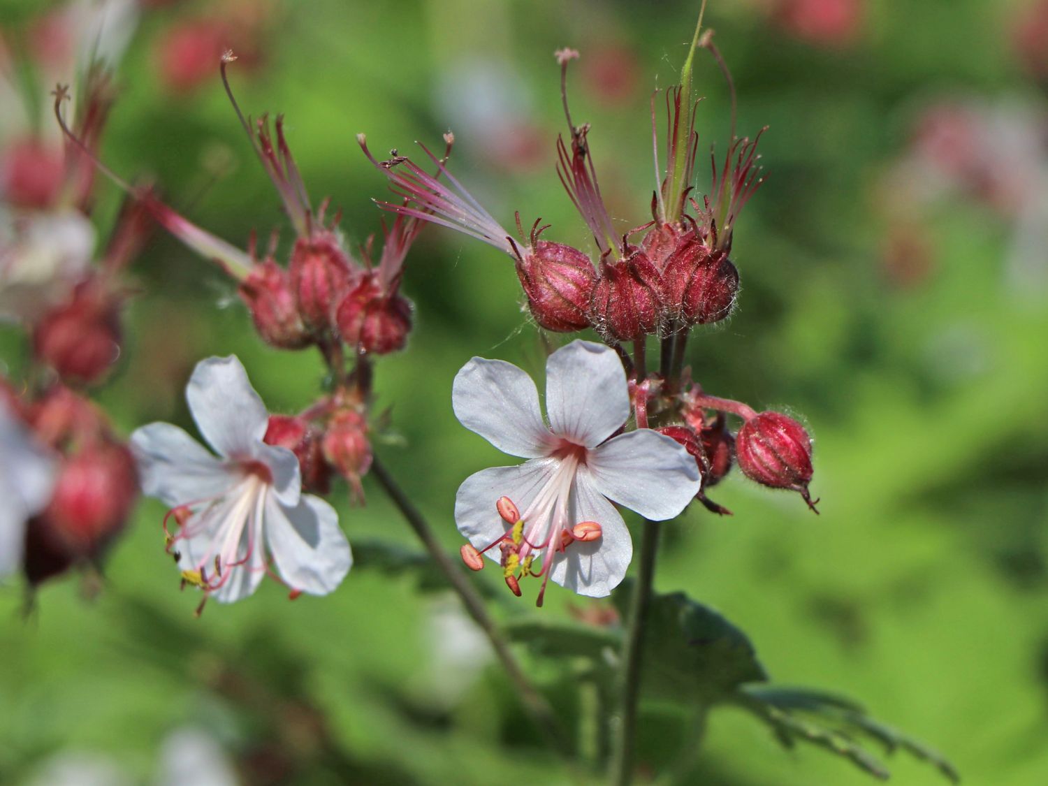 Felsen-Storchschnabel 'Spessart' - Geranium macrorrhizum 'Spessart'