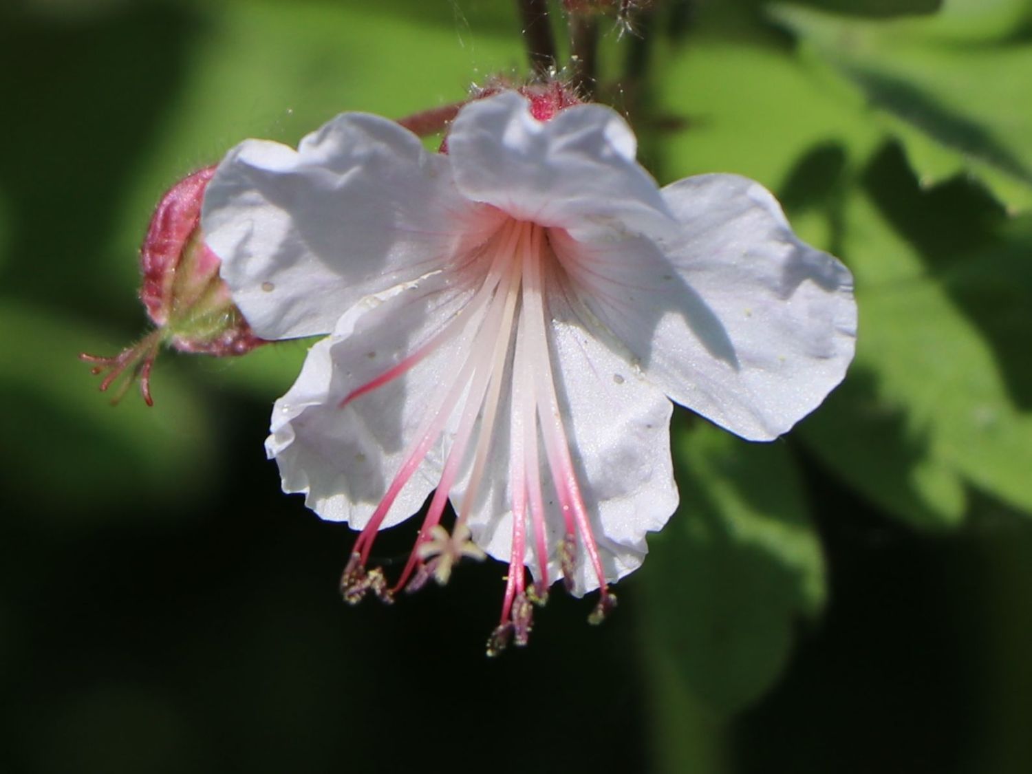 Felsen-Storchschnabel 'Spessart' - Geranium macrorrhizum 'Spessart'