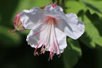Felsen-Storchschnabel 'Spessart' - Geranium macrorrhizum 'Spessart'