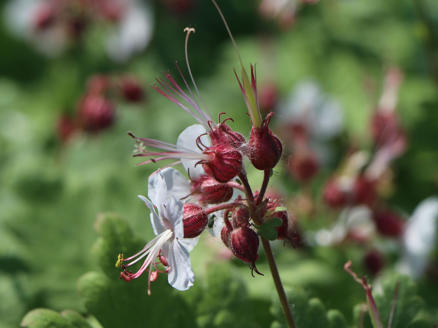 Felsen-Storchschnabel 'Spessart' - Geranium macrorrhizum 'Spessart'