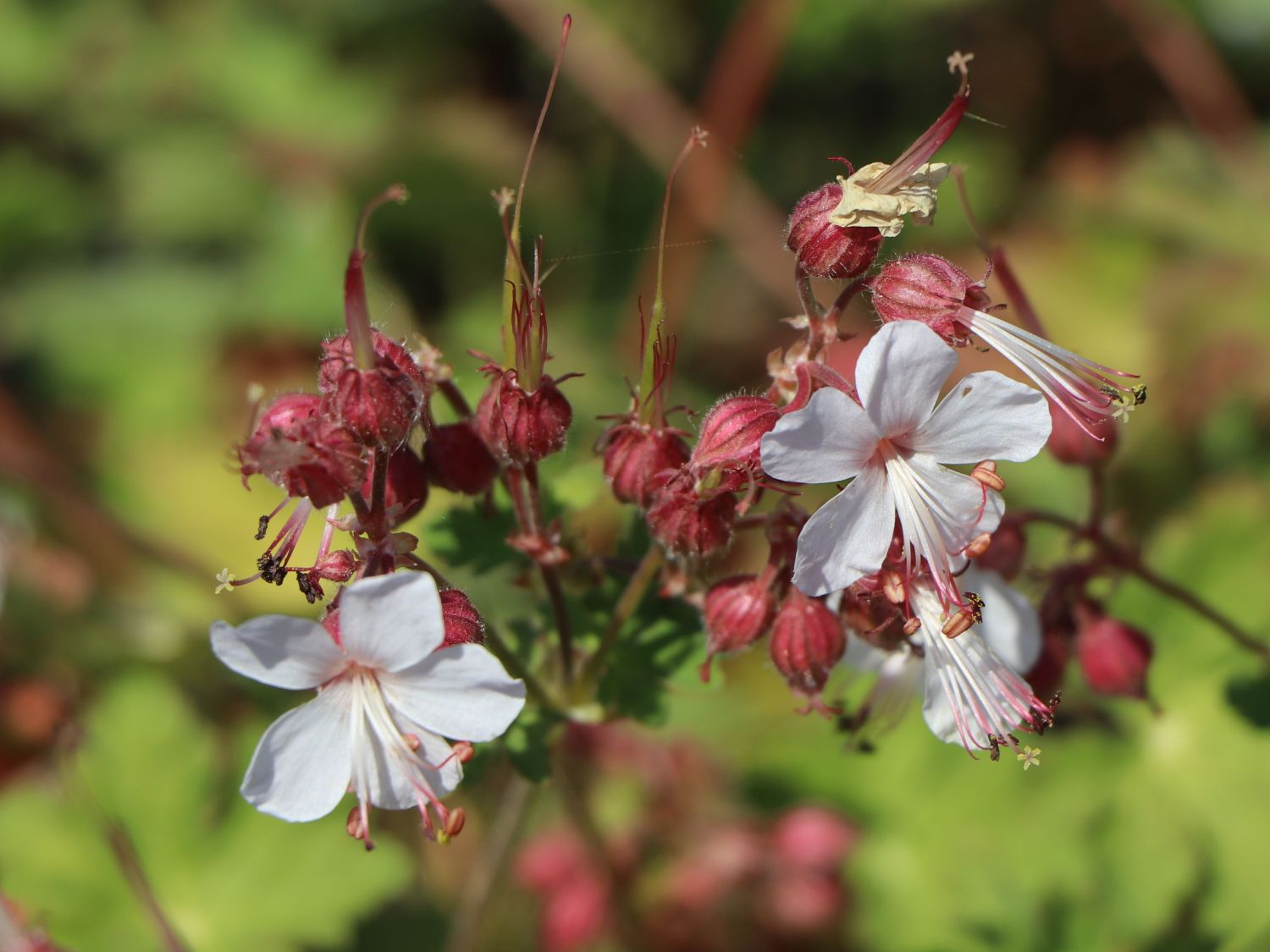 Felsen-Storchschnabel 'Spessart' - Geranium macrorrhizum 'Spessart'