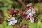 Felsen-Storchschnabel 'Spessart' - Geranium macrorrhizum 'Spessart'