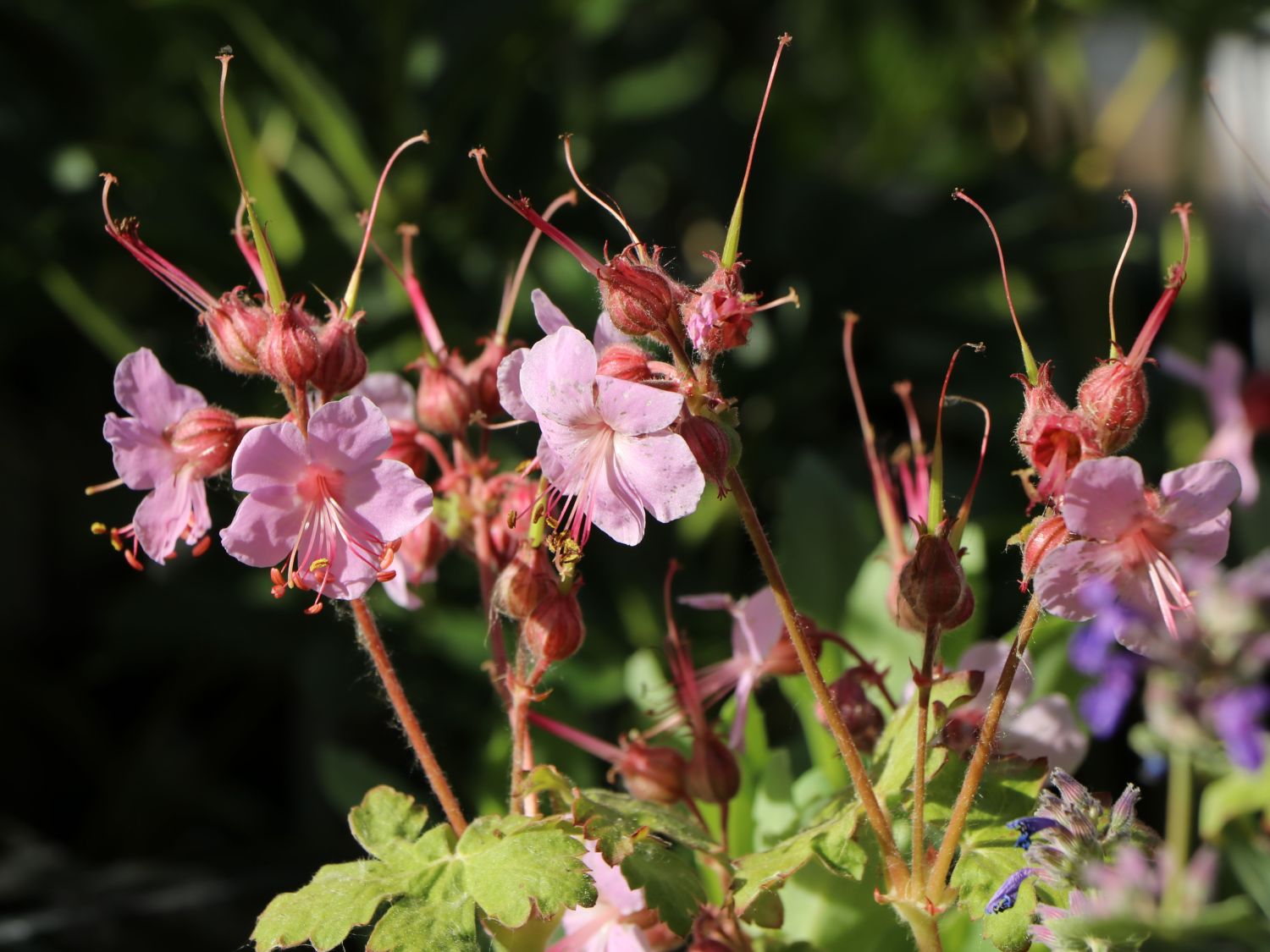 Felsen-Storchschnabel 'Spessart' - Geranium macrorrhizum 'Spessart'