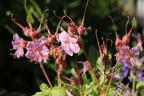 Felsen-Storchschnabel 'Spessart' - Geranium macrorrhizum 'Spessart'