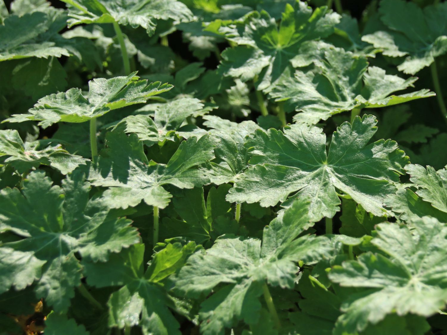 Felsen-Storchschnabel 'Spessart' - Geranium macrorrhizum 'Spessart'