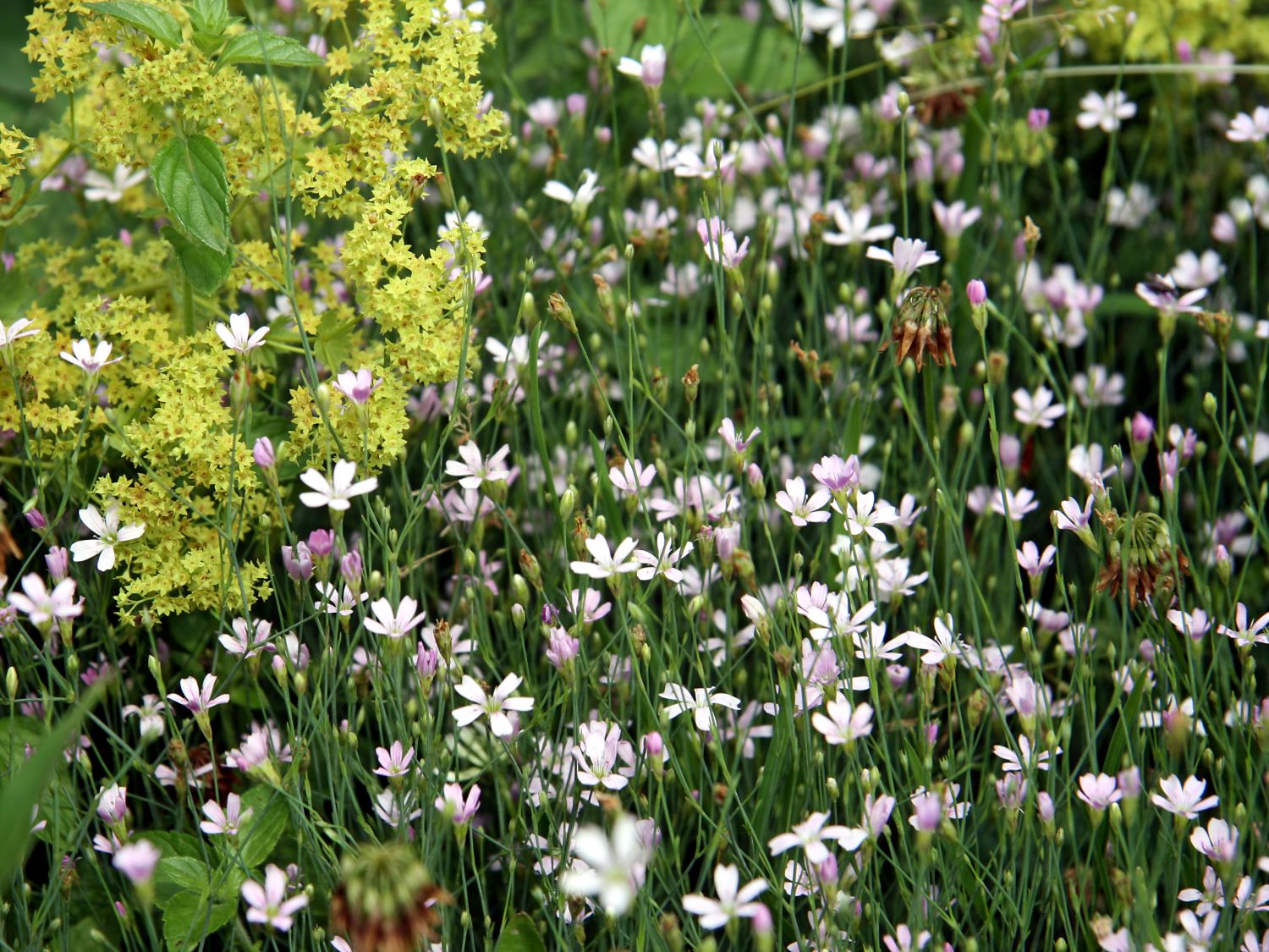 Felsennelken (Petrorhagia)