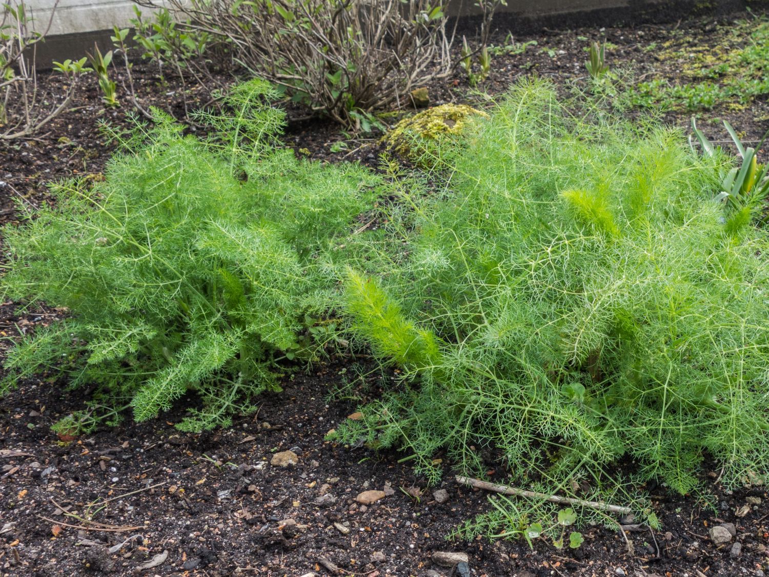 Foeniculum (Foeniculum)