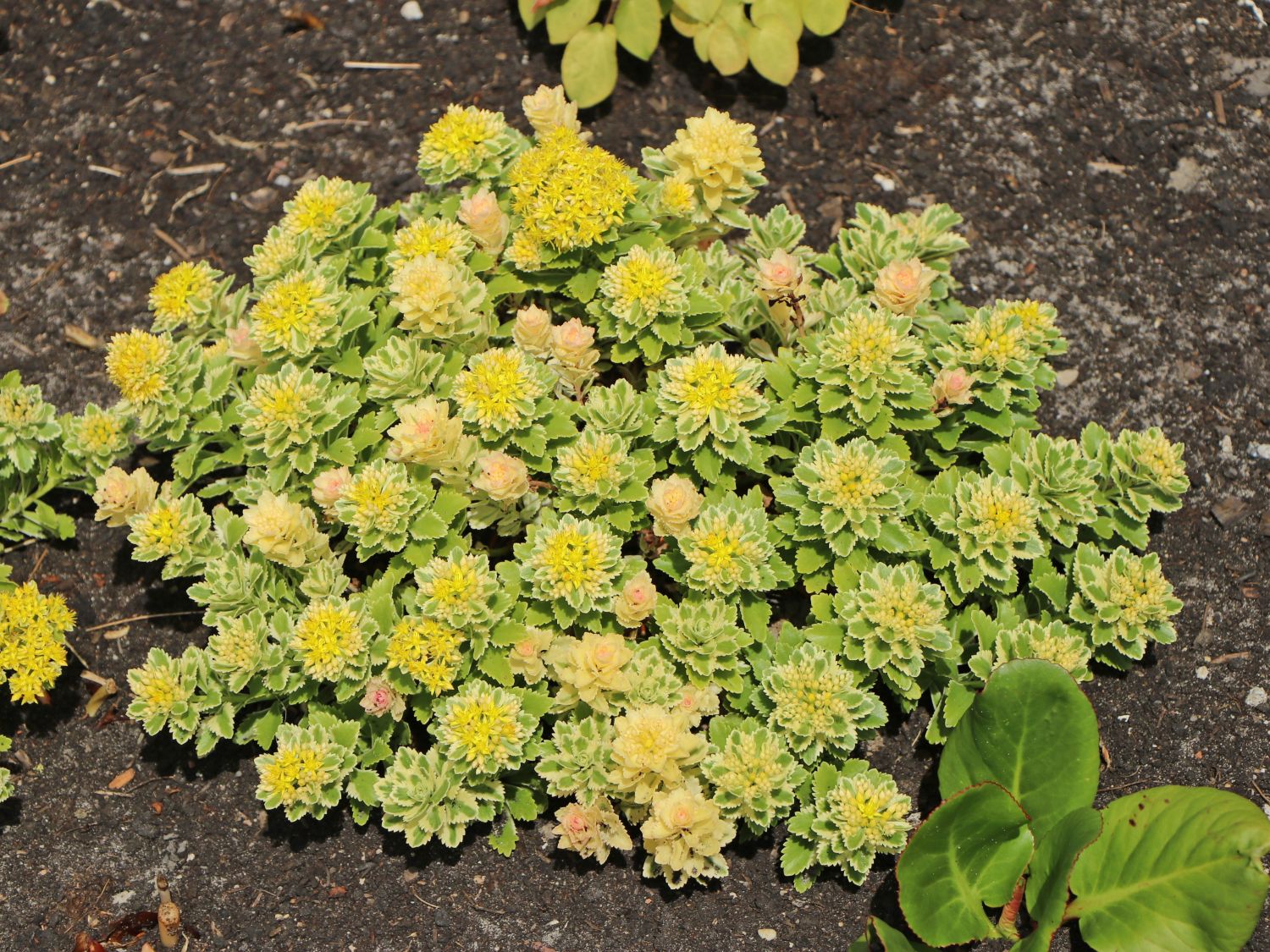 Fettblatt 'Atlantis'