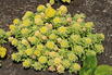 Fettblatt 'Atlantis' - Sedum takesimense 'Atlantis'