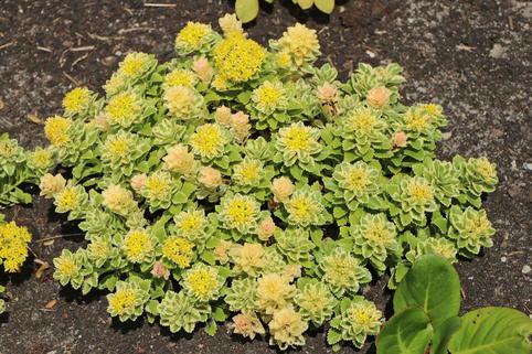 Fettblatt 'Atlantis' - Sedum takesimense 'Atlantis'