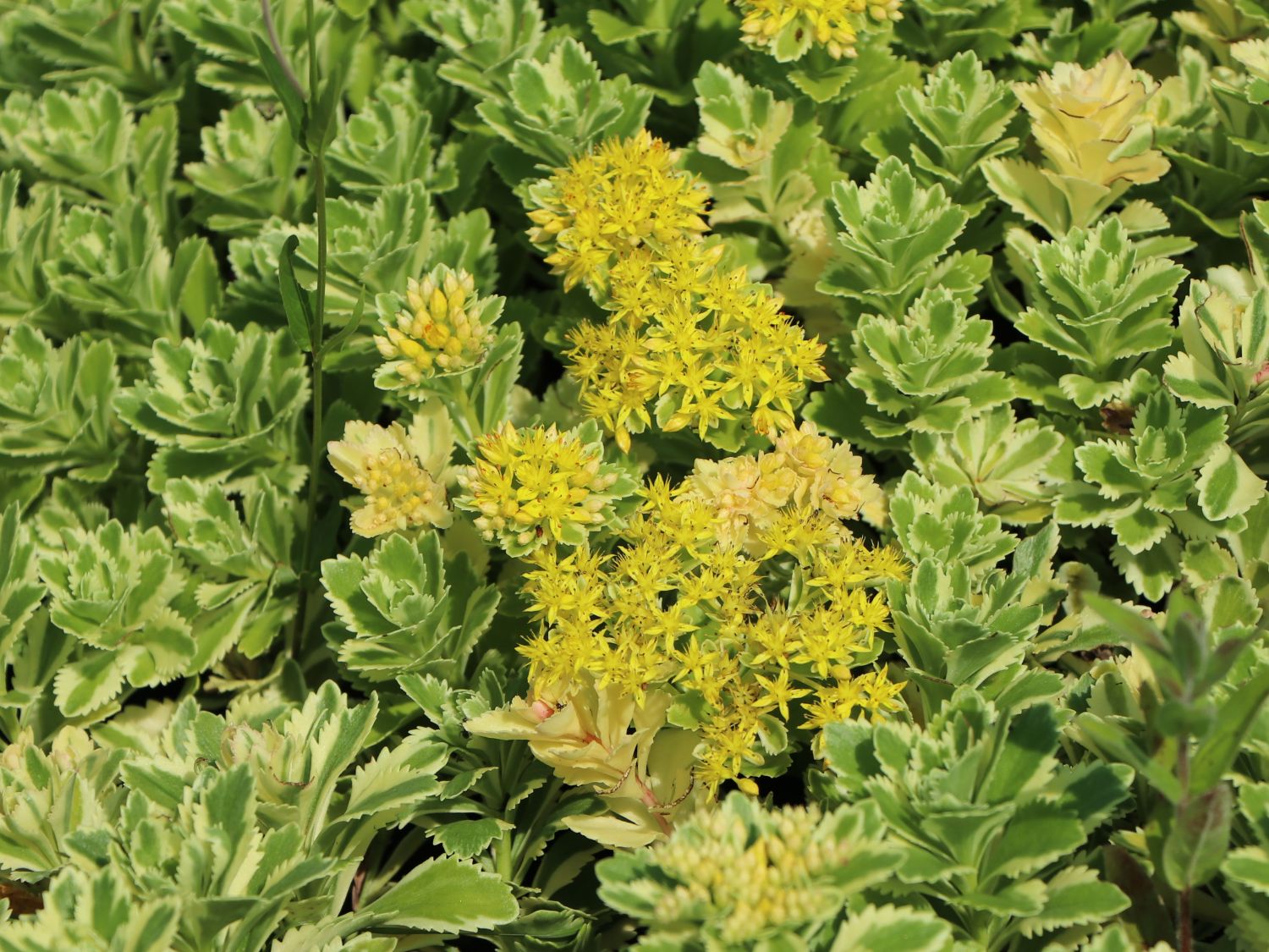 Fettblatt 'Atlantis' - Sedum takesimense 'Atlantis'